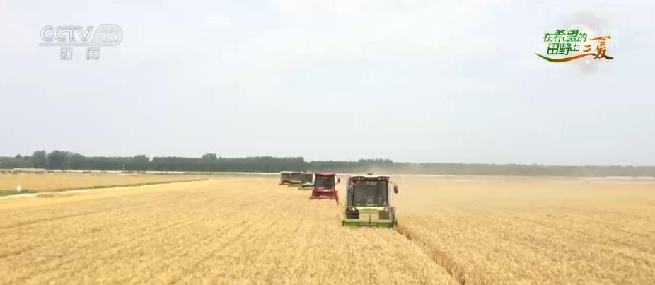 全國日均收獲面積1500萬畝以上 掀起“三夏”麥收高潮