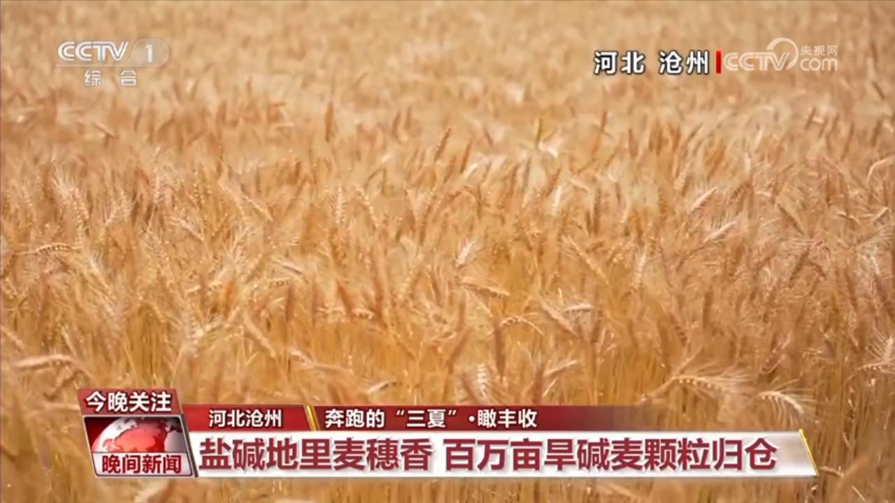 【奔跑的“三夏”】中國豐收地圖：風吹麥浪的盛夏