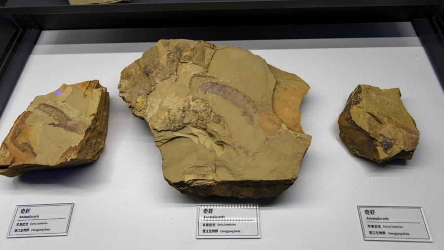 海歸古生物研究者：我給5億多年的古生物化石拍CT