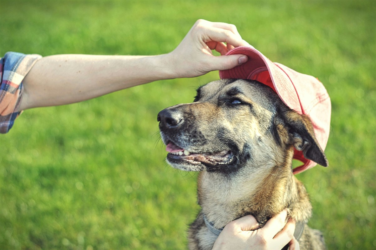 Health Checkups for Puppies