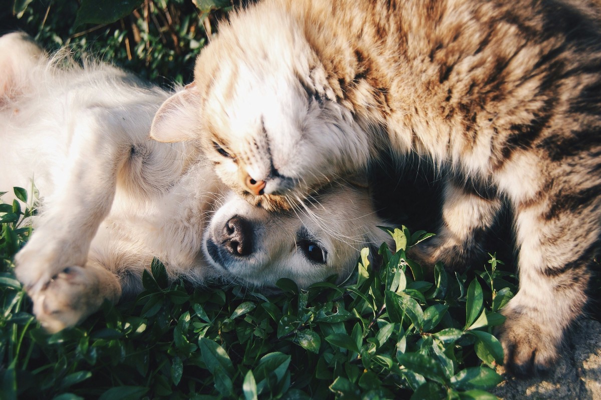 Guide to Flying with Pets