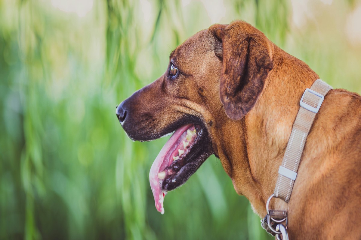 Training Your Pet for Long Trips